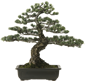 SA Bonsai Pots